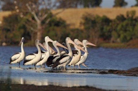 Australian Pelican 5345.jpg
