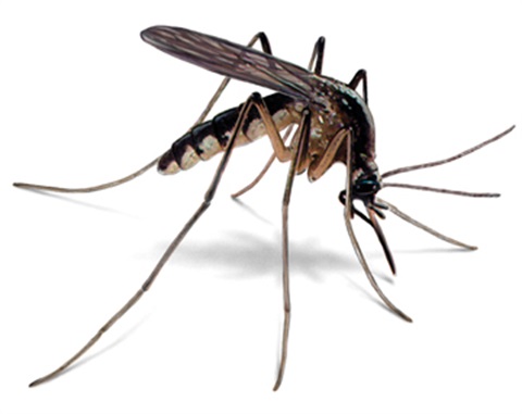 mosquito-illustration_360x286.jpg