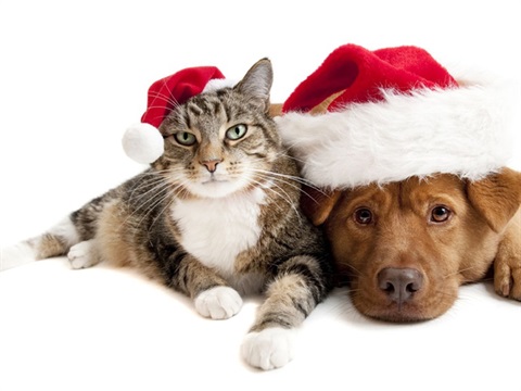 pets at christmas.jpg