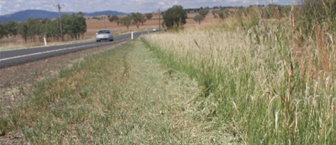 Roadside weeds.JPG