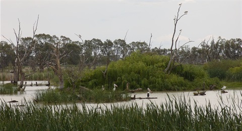 Panaromic Ibis Rookery.jpg